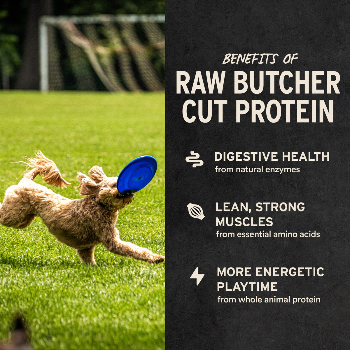 Dog catching blue frisbee on grass with benefits of raw butcher cut protein listed